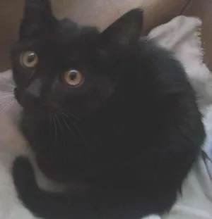 Gato raça Não tem  idade 2 a 6 meses nome Sem nome