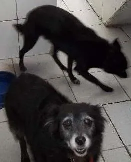 Cachorro raça Mistiço idade 6 ou mais anos nome Nina