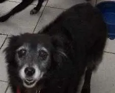 Cachorro raça Mistiço idade 6 ou mais anos nome Pepê
