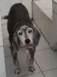 Isa