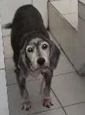 Cachorro raça Mistiço idade 6 ou mais anos nome Isa