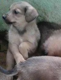 Cachorro ra a SRD idade 2 a 6 meses nome filhotes