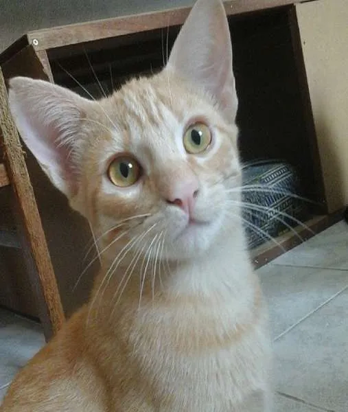 Gato ra a idade 7 a 11 meses nome Garfield