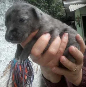Cachorro raça SRD idade Abaixo de 2 meses nome Michelly