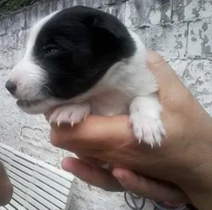 Cachorro raça SRD idade Abaixo de 2 meses nome marry