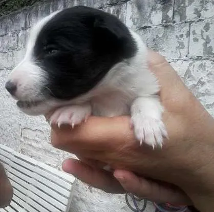 Cachorro ra a SRD idade Abaixo de 2 meses nome marry