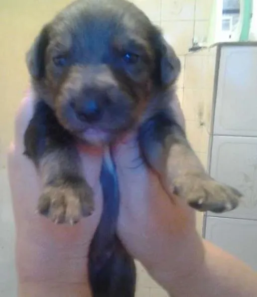 Cachorro ra a SRD idade Abaixo de 2 meses nome pierry
