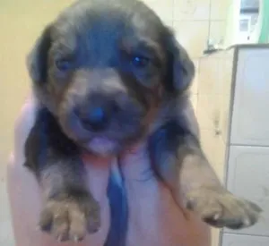Cachorro raça SRD idade Abaixo de 2 meses nome pierry