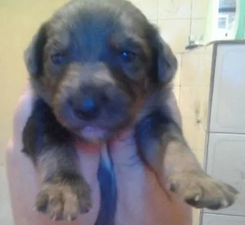 Cachorro ra a SRD idade Abaixo de 2 meses nome pierry