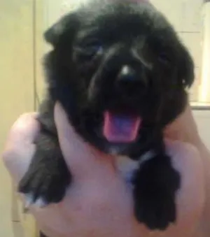 Cachorro raça SRD idade  nome Henry