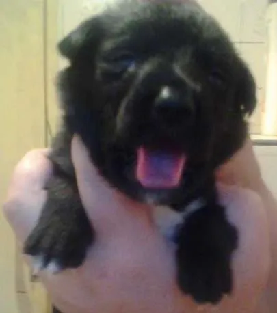 Cachorro ra a SRD idade  nome Henry