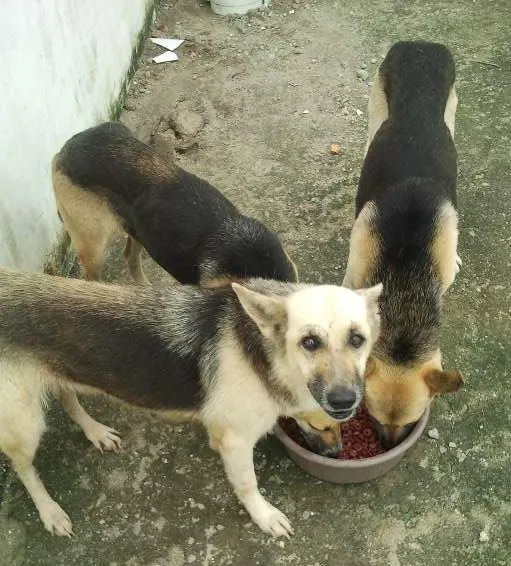 Cachorro ra a Pastor Alemão idade 5 anos nome Lucky, Laika e Piru