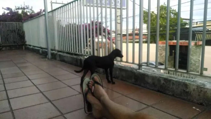 Cachorro raça SRD idade 2 a 6 meses nome Nugget