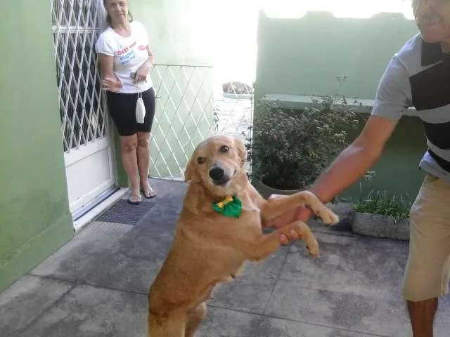 Cachorro ra a SRD idade 6 ou mais anos nome Princesa