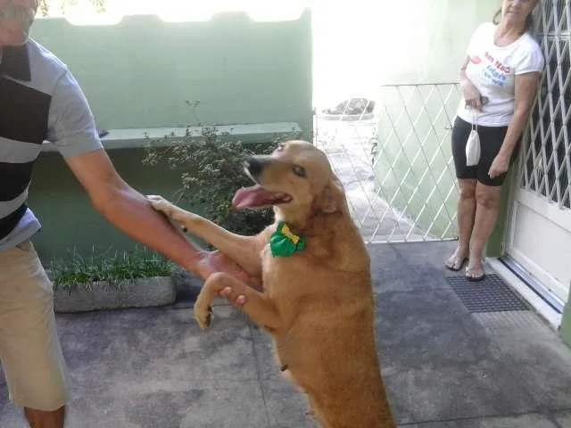 Cachorro ra a SRD idade 6 ou mais anos nome Princesa