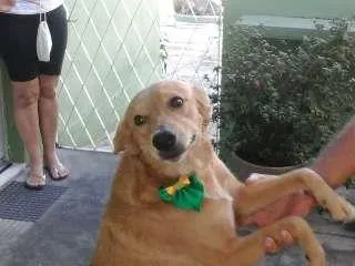 Cachorro ra a SRD idade 6 ou mais anos nome Princesa