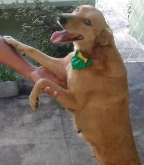 Cachorro ra a SRD idade 6 ou mais anos nome Princesa