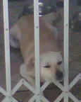 Totó