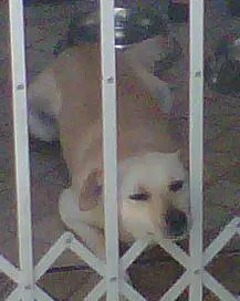 Cachorro raça não definida idade 3 anos nome Totó