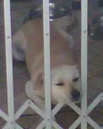 Totó