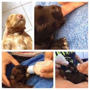 Cachorro raça Dv idade  nome Lindos cãezinhos