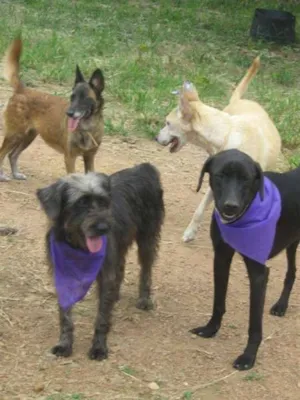 Cachorro raça Dv idade  nome Filhotes e adultos