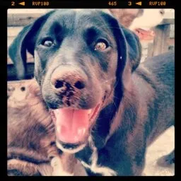 Cachorro ra a SRD idade 1 ano nome Matilda