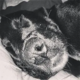 Cachorro raça SRD idade 1 ano nome Matilda