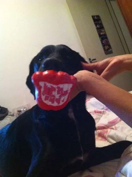 Cachorro ra a SRD idade 1 ano nome Matilda