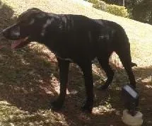 Cachorro ra a SRD idade 1 ano nome Matilda