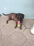 Os mais lindos anim
