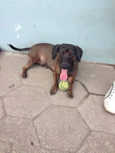 Cachorro raça Dv idade  nome Os mais lindos anim