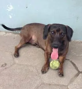 Cachorro raça Dv idade  nome Os mais lindos anim