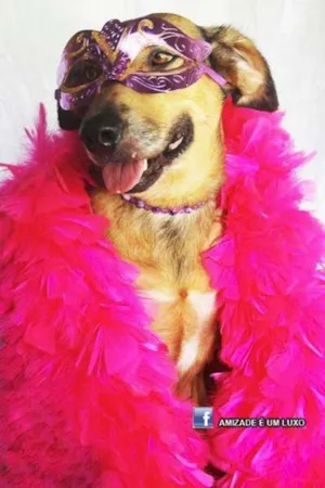 Cachorro raça Dv idade  nome Lindos animaizinhos