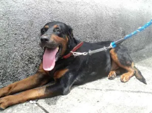 Cachorro raça Rottweiler mestiço idade 4 anos nome Apache