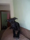 MEL