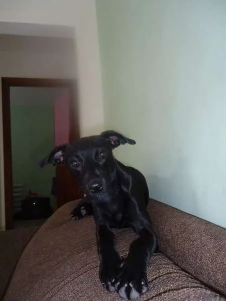 Cachorro raça SRD idade 7 a 11 meses nome MEL