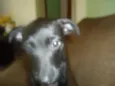 MEL