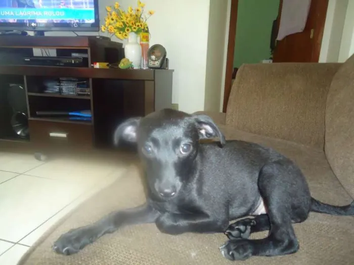 Cachorro raça SRD idade 7 a 11 meses nome MEL