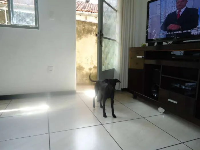 Cachorro raça SRD idade 7 a 11 meses nome MEL