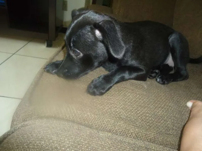 Cachorro raça SRD idade 7 a 11 meses nome MEL