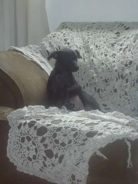 Cachorro raça SRD idade 7 a 11 meses nome MEL