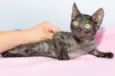 Lulu