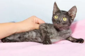 Gato raça SRD idade 2 a 6 meses nome Lulu