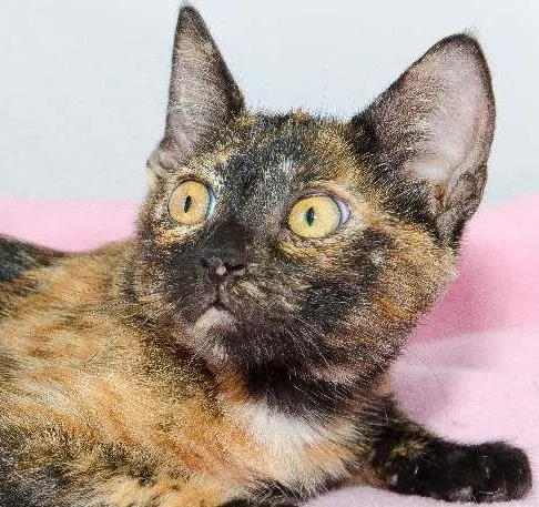 Gato ra a SRD idade 2 a 6 meses nome Paty