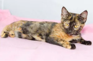 Gato raça SRD idade 2 a 6 meses nome Paty