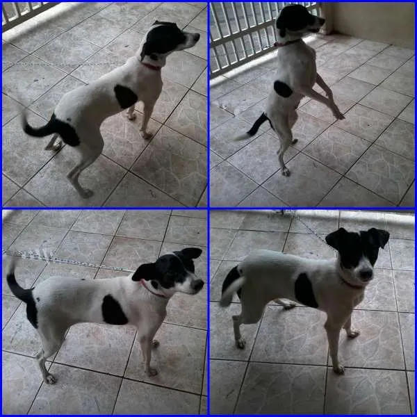 Cachorro ra a SRD idade 2 anos nome CHARLOTE