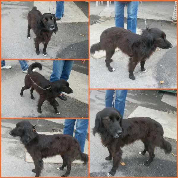 Cachorro ra a SRD idade 2 anos nome CHIQUINHA