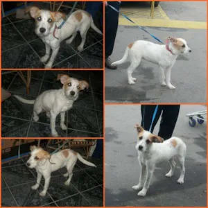 Cachorro raça SRD idade 7 a 11 meses nome GIGI