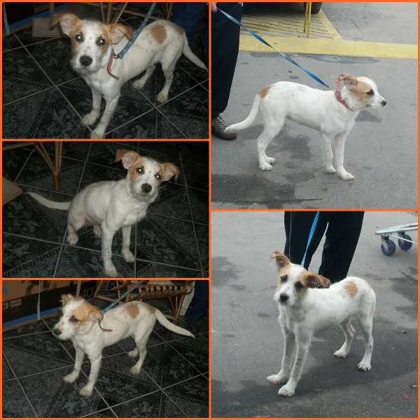 Cachorro ra a SRD idade 7 a 11 meses nome GIGI